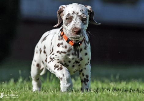 Christi ORMOND Words of Love | female, colour white - liver (collar orange)