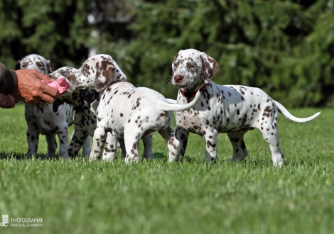 Impressions Christi ORMOND W - Litter 8th week of life