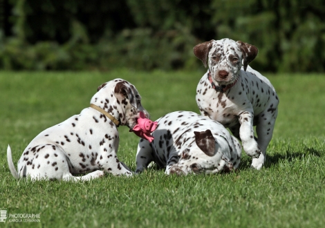 Impressions Christi ORMOND W - Litter 8th week of life