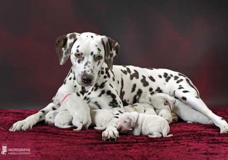 Christi ORMOND Mint Chocolate with her Christi ORMOND W - Litter 1st week of life