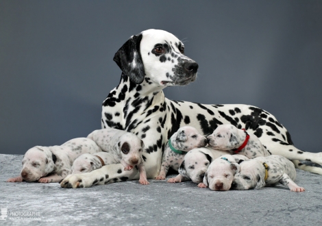 Christi ORMOND Queen of Adventure mit ihren Welpen 2. Lebenswoche