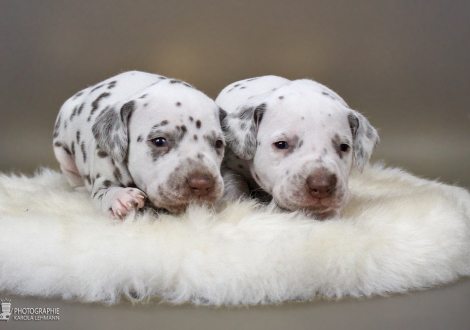 Links Rüde, (Halsband Schwarz), rechts Rüde, (Halsband Blau), beide Farbschlag weiss - braun