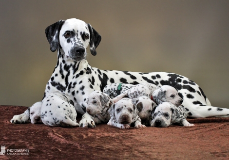 Christi ORMOND Queen of Adventure mit ihren Welpen 3. Lebenswoche