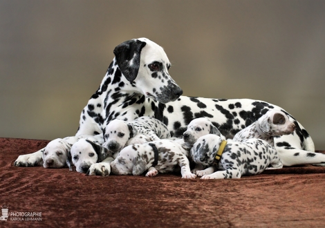 Christi ORMOND Queen of Adventure mit ihren Welpen 3. Lebenswoche