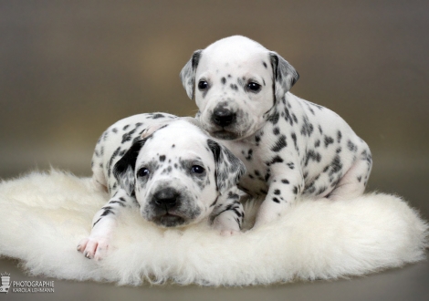 Links Hündin, (Halsband Gelb) und rechts Hündin, (Halsband Rot), beide Farbschlag weiss - schwarz