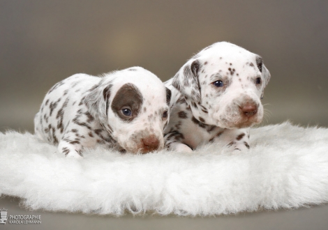 Links Rüde, (Halsband Grau) und rechts Rüde, (Halsband Braun), beide Farbschlag weiss - braun
