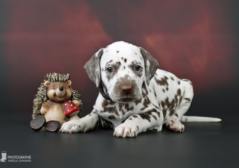 Rüde, Halsband Schwarz, Farbschlag weiss - braun