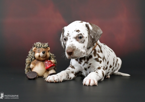 Rüde, Halsband Braun, Farbschlag weiss - braun