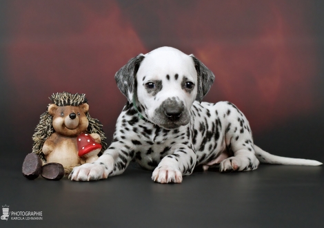 Rüde, Halsband Grün, Farbschlag weiss - schwarz