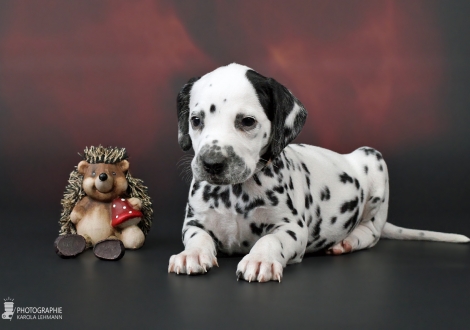 Rüde, Halsband Beige, Farbschlag weiss - schwarz