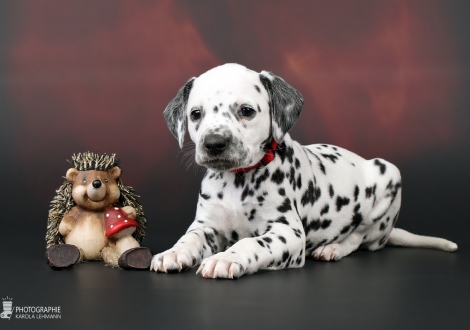 Hündin, Halsband Rot, Farbschlag weiss - schwarz