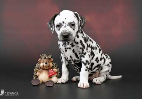 Hündin, Halsband Gelb, Farbschlag weiss - schwarz