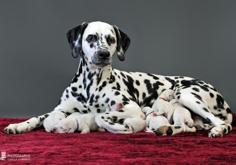 Christi ORMOND Queen of Adventure with her puppies 1st week of life