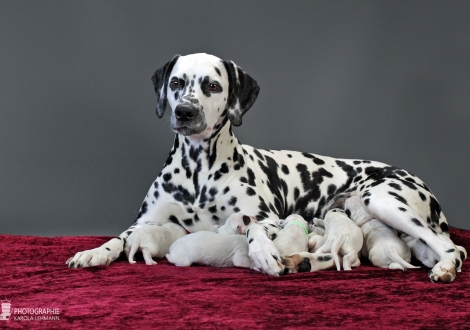 Christi ORMOND Queen of Adventure with her puppies 1st week of life