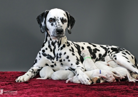 Christi ORMOND Queen of Adventure with her puppies 1st week of life
