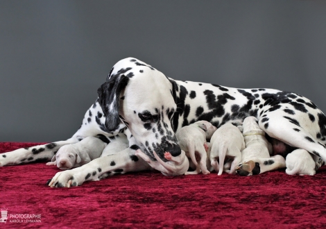 Christi ORMOND Queen of Adventure with her puppies 1st week of life