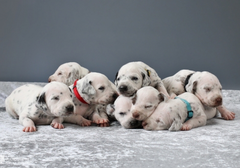 Impression current litter