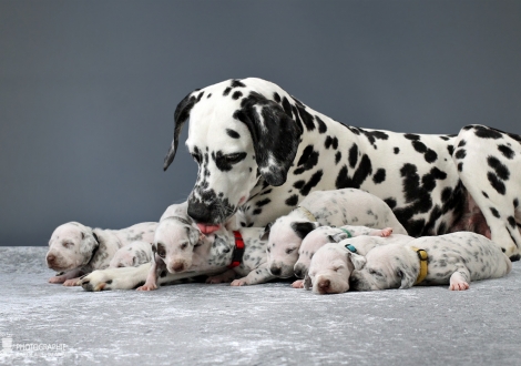 Christi ORMOND Queen of Adventure with her puppies 2nd week of life