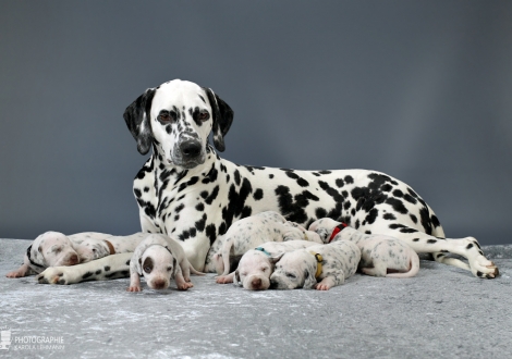 Christi ORMOND Queen of Adventure with her puppies 2nd week of life