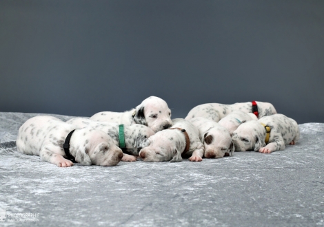 Impression current litter