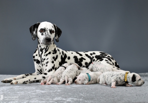 Christi ORMOND Queen of Adventure with her puppies 2nd week of life
