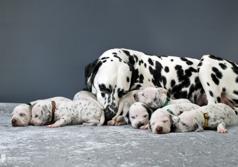 Christi ORMOND Queen of Adventure with her puppies 2nd week of life
