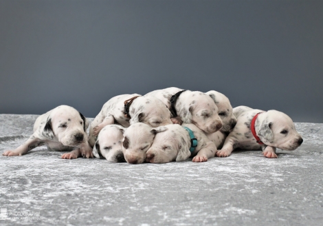 Impression current litter