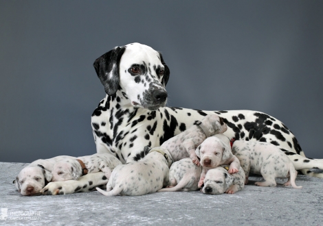 Christi ORMOND Queen of Adventure with her puppies 2nd week of life