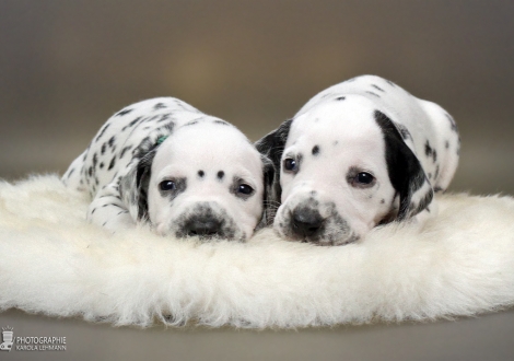 Left male, (collar green), right male, (collar beige), both colour white - black