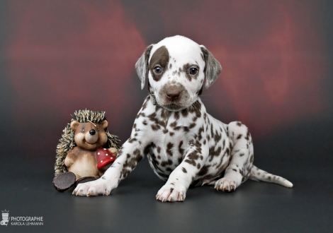 Male, (collar gray), colour white - liver