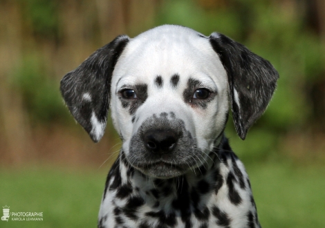 Andor Junior, male, (collar green), colour white - black, bilateral hearing