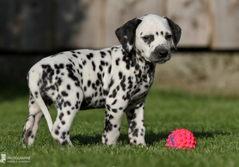 Andor Junior, male, (collar green), colour white - black, bilateral hearing
