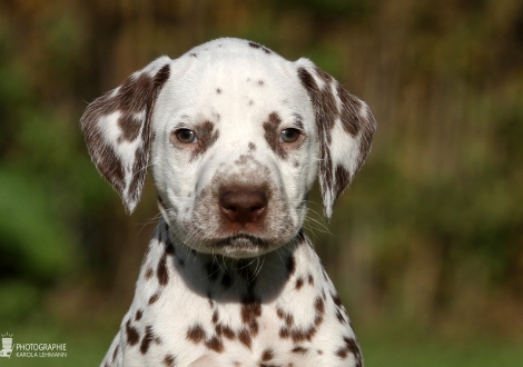 Alypso Junior, male, (collar blue), colour white - liver, bilateral hearing