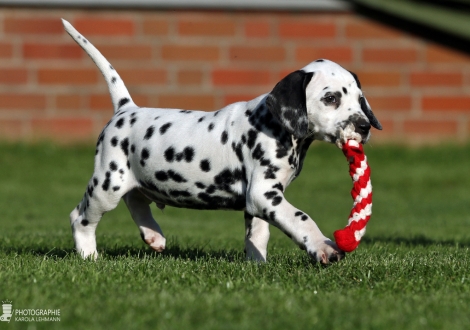Arton Junior, male, (collar beige), colour white - black, bilateral hearing