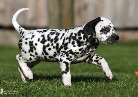 Arlette Junior, female, (collar yellow), colour white - black, bilateral hearing