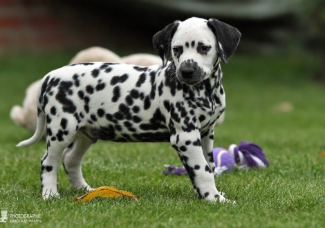 Andor Junior, male, (collar green), colour white - black, bilateral hearing