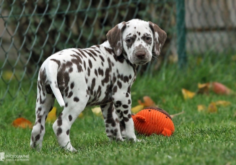 Agilos Junior, male, (collar black), colour white - liver, bilateral hearing