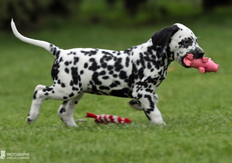 Arlette Junior, female, (collar yellow), colour white - black, bilateral hearing