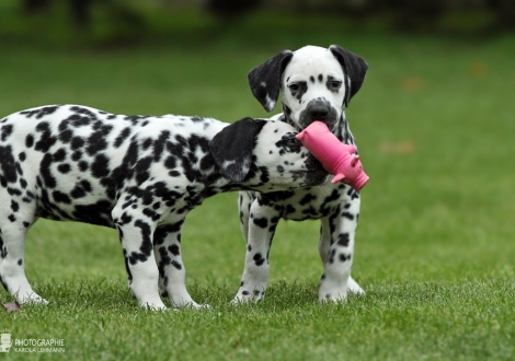 Left Arlette Junior, female, (collar yellow), colour white - black and right Andor Junior, male, (collar green), colour white - black