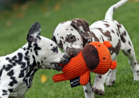 Left Arton Junior, male, (collar beige), colour white - black and right Agilos Junior, male, (collar black), colour white - liver