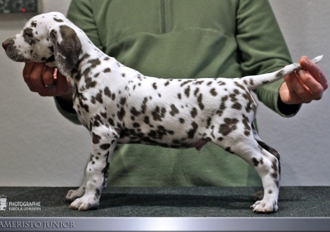 Ameristo Junior, male, (collar brown), colour white - liver, bilateral hearing