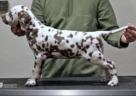 Agilos Junior, male, (collar black), colour white - liver, bilateral hearing