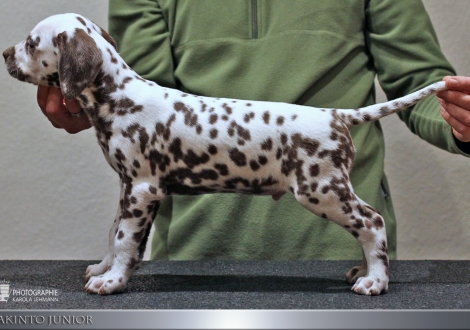 Akinto Junior, male, (collar gray), colour white - liver, bilateral hearing