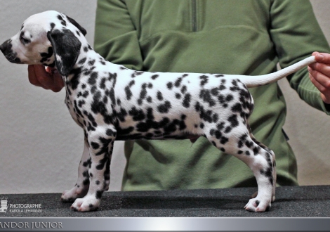 Andor Junior, male, (collar green), colour white - black, bilateral hearing