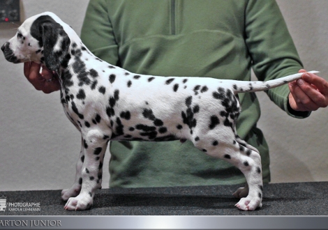 Arton Junior, male, (collar beige), colour white - black, bilateral hearing