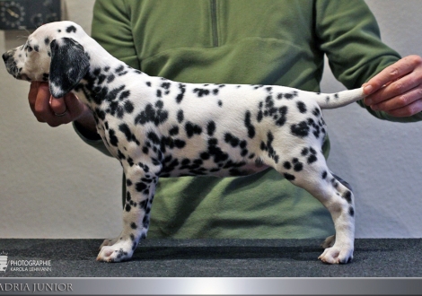 Adria Junior, female, (collar red), colour white - black, bilateral hearing