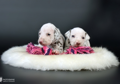 Christi ORMOND Xact Observer | male colour white - liver (collar gray) and on the right Christi ORMOND Xplorer on the Moon | female colour white - liver (collar pink)