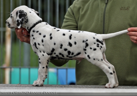 Christi ORMOND Yankee Doodle, Rüde | Farbschlag weiss - schwarz 