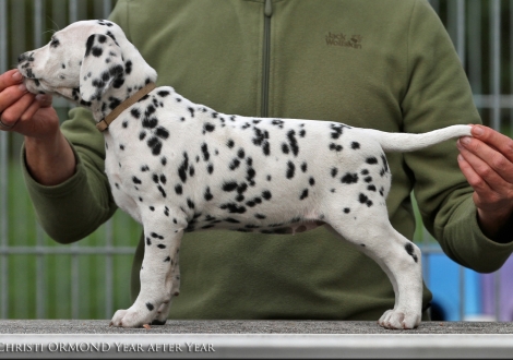 Christi ORMOND Year after Year, Hündin | Farbschlag weiss - schwarz