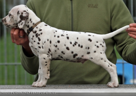 Christi ORMOND Years of Glory, Rüde | Farbschlag weiss - braun 